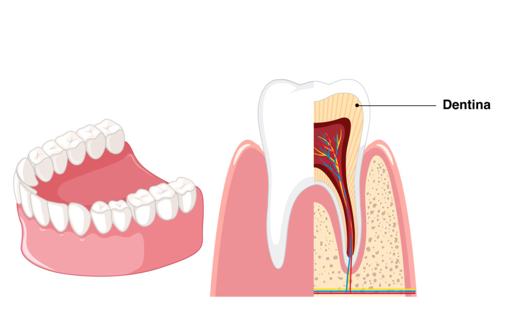 Dentina